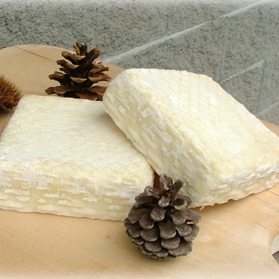 Caprella